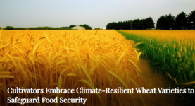 Cultivators Embrace Climate-Resilient Wheat Varieties to Safeguard Food Security.png