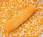 maize.jpeg