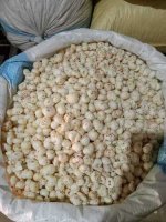 Makhna.jpg