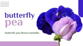 butterfly-pea-flower.jpg