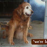 wagalongpetcare