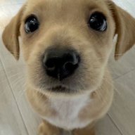 Playmojo