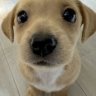 Playmojo