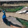 melikaretikol