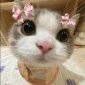 lindarover6