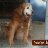 wagalongpetcare